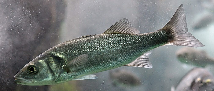 Sea Bass Dicentrarchus Labrax İda Gıda